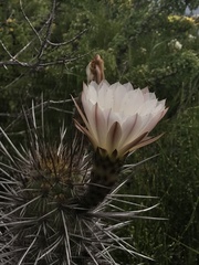 Trichocereus deserticola