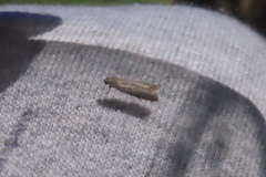 Dichomeris ligulella