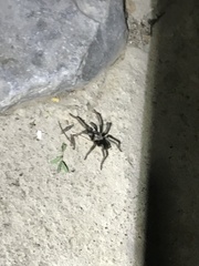 Kukulcania hibernalis