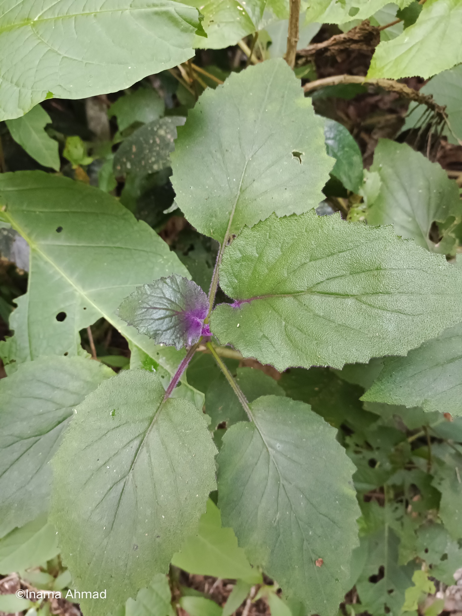 Imagem de Veludo-roxo