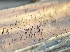 Mycocalicium subtile