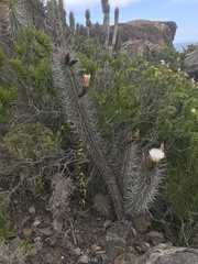 Trichocereus deserticola