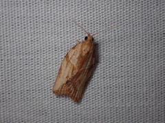 Epiphyas postvittana