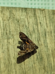 Neogurelca himachala