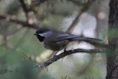 Poecile hudsonicus
