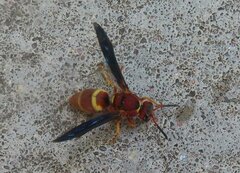 Euodynerus crypticus