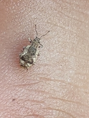 Pseudoedophrys hilleri