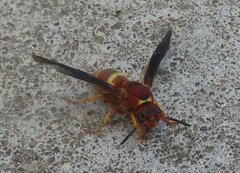 Euodynerus crypticus