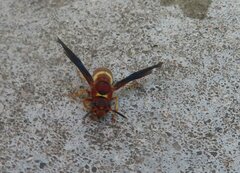 Euodynerus crypticus