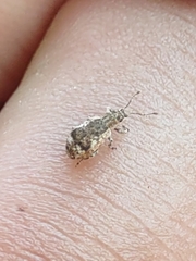 Pseudoedophrys hilleri