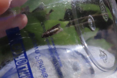 Dichomeris ligulella