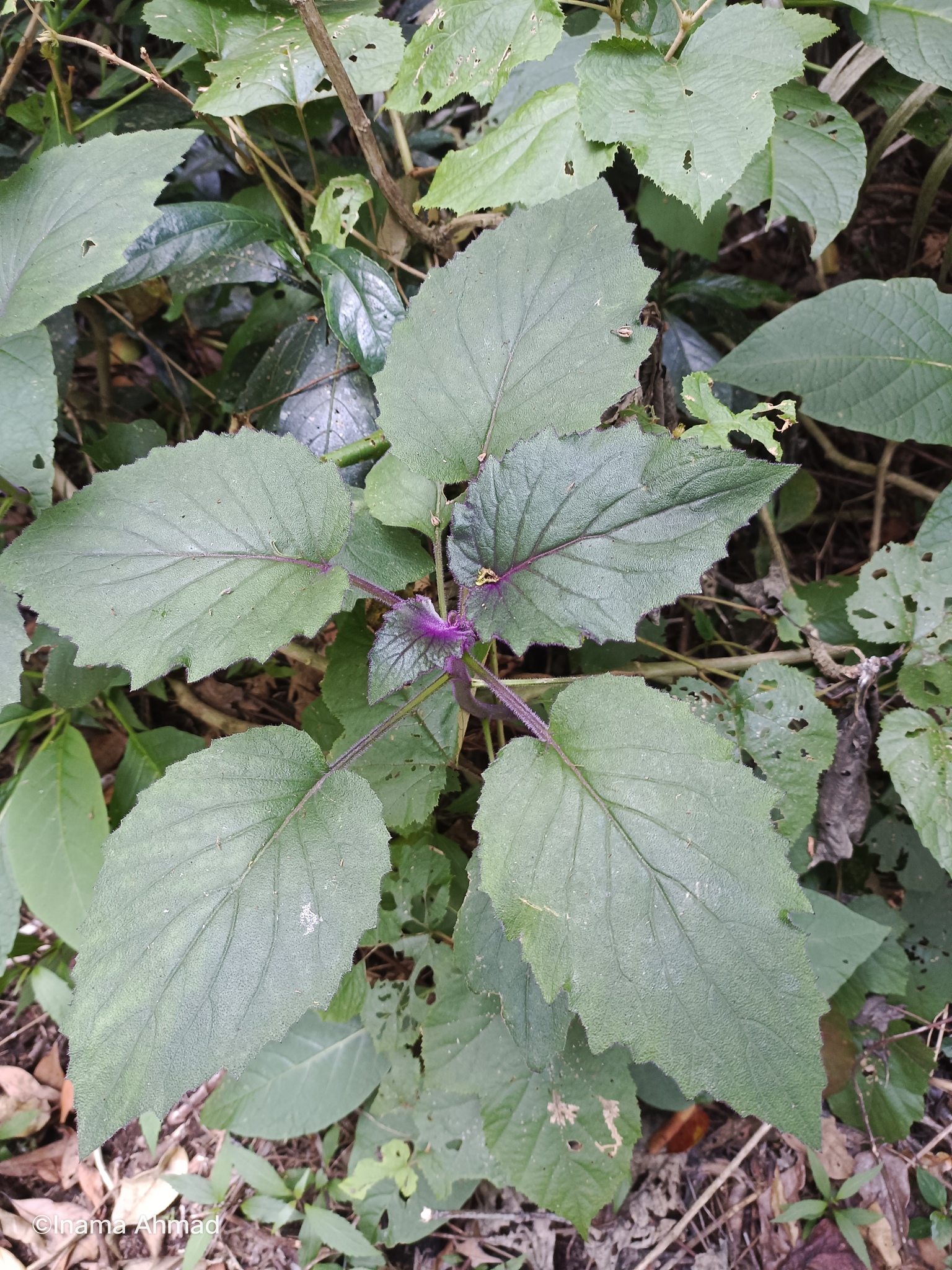 Imagem de Veludo-roxo