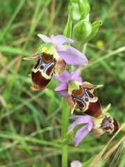 Ophrys oestrifera