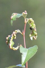 Thecabius populimonilis