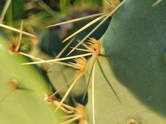 Opuntia lindheimeri