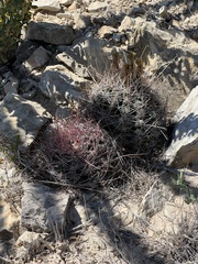 Hamatocactus hamatacanthus