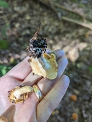 Hydnum rufescens