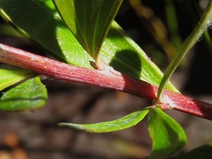 Grevillea imberbis