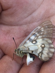 Parnassius clodius