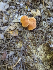 Hydnum rufescens