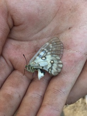 Parnassius clodius