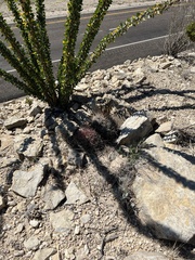 Hamatocactus hamatacanthus