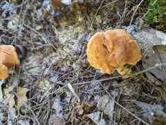 Hydnum rufescens