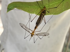 Nephrotoma australasiae