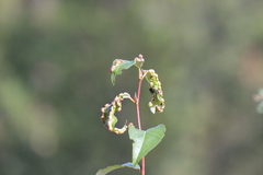 Thecabius populimonilis