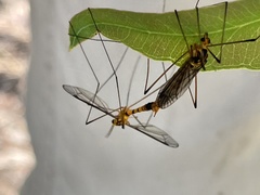 Nephrotoma australasiae