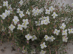 Oenothera pallida runcinata