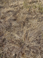 Festuca rubra