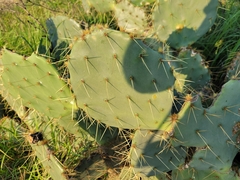 Opuntia lindheimeri