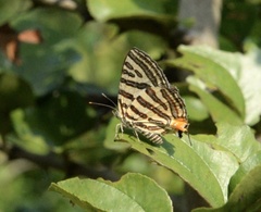 Cigaritis lohita