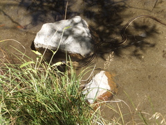 Thamnophis elegans elegans