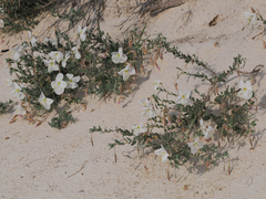 Oenothera pallida runcinata