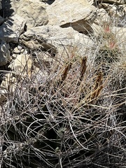 Hamatocactus hamatacanthus
