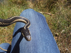 Thamnophis elegans elegans