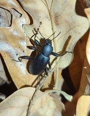 Alobates pensylvanicus