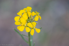 Erysimum capitatum