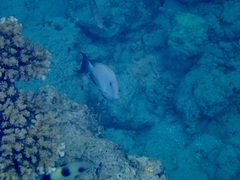 Ctenochaetus striatus