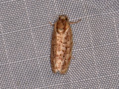 Choristoneura houstonana