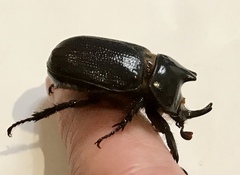 Cyphonistes vallatus