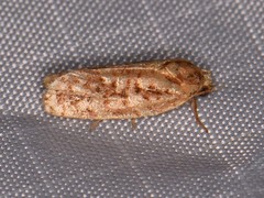 Choristoneura houstonana