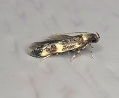 Oegoconia novimundi