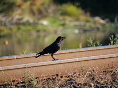 Corvus brachyrhynchos caurinus