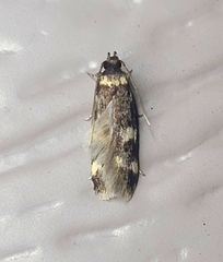 Oegoconia novimundi