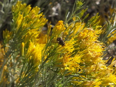 Paradejeania rutilioides