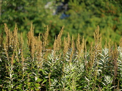 Artemisia suksdorfii