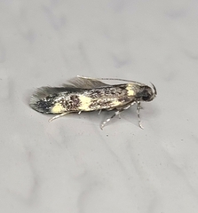 Oegoconia novimundi